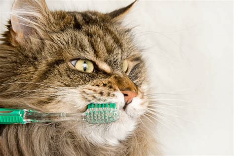Cat Brushing Teeth Stock Photos Pictures And Royalty Free Images Istock