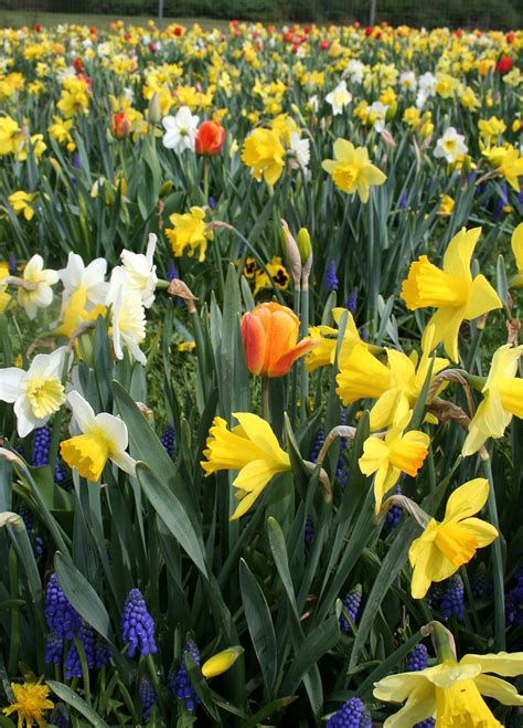 Earliest Spring Blooming Bulbs How To And Growing Tips Articles At