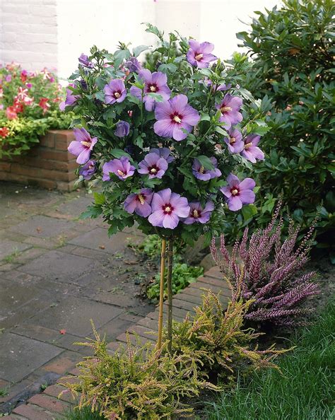 Auch als hochstamm macht dieser hibiskus eine gute figur. Hibiskus-Stämmchen, blau, 1 Stück jetzt bei Weltbild.de ...