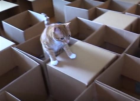 Feelgoodfriday 50 Boxes 2 Cats A Maze Ing Chew On This