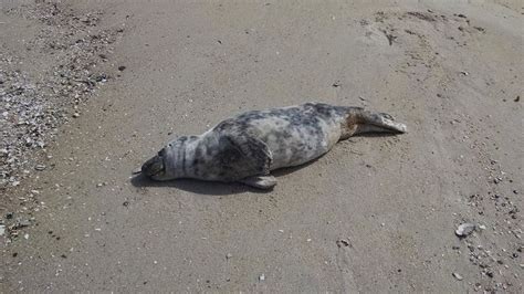 Why Are So Many Seals Appearing On N J Beaches Nj