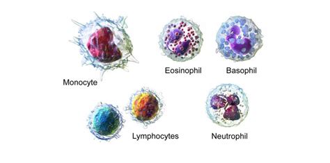 Quantitative White Blood Cell Disorders Types And Presentation