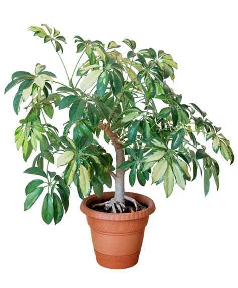 There are other workarounds like cutting a 3 inch hole in a square piece of wood, etc. Transferring Plants to Larger Pots | ThriftyFun
