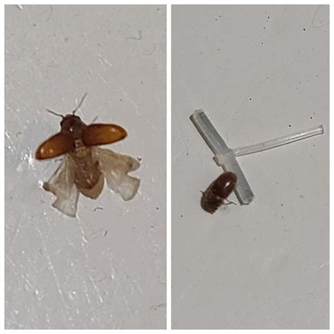 What Are These Tiny Beetles All Over My Bathroom In Austin Tx R