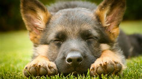 When you get a german shepherd puppy, you should plan for brushing the dog out a few times each week to keep shedding under control. German Shepherd Dog Breed Information Center
