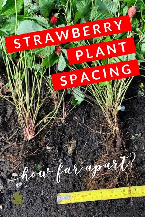 Use the opportunity to give your strawberry a facelift. Here's How Far Apart to Plant Strawberries in 2020 ...