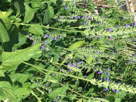 Chia Salvia Hispanica Organic 4in Potted Plant Organic Etsy