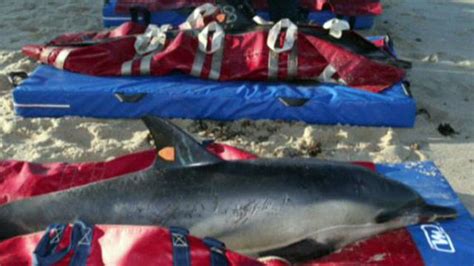 Rescue Crews Help Stranded Dolphins In Cape Cod Fox News Video
