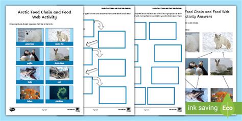 Arctic Food Chain And Arctic Food Web Activity Primary