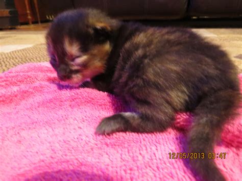 Torbie girl -13 days - New England Siberian Kittens