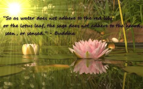 Enjoy reading and share 4 famous quotes about buddha lotus sutra with everyone. Water does not adhere to the red lily or the lotus leaf - Mandalas Life