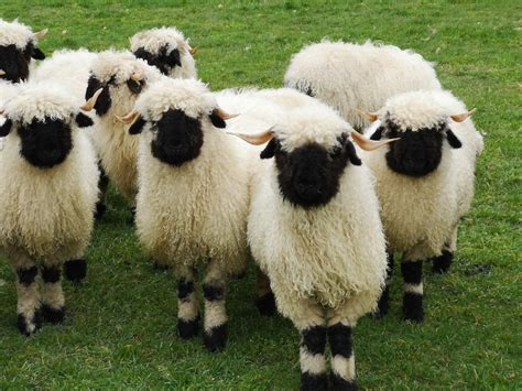 These Adorable Swiss Sheep Makes Wonderful Pets