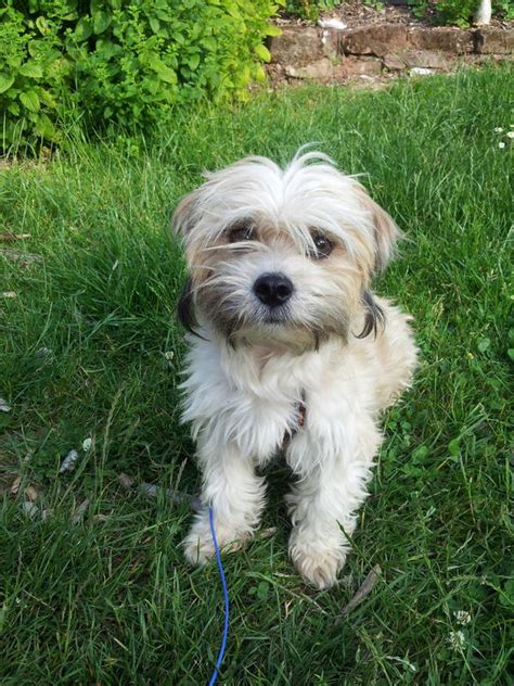 Daher werden sie vom hybrid üblicherweise in vollem maße geerbt. Tibet-Terrier-Mix FELIX in Kröppen - Hunde kaufen und ...