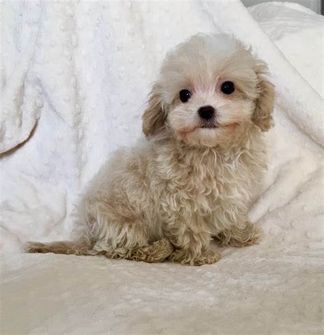 These maltipoo puppies located in california come from different cities, including, riverside, orange ca teddy red maltipoo red color maltipoo puppy for sale, he is so gorgeous, baby doll face, personality plus. Teacup Maltipoo PUppy for sale los angeles california ...