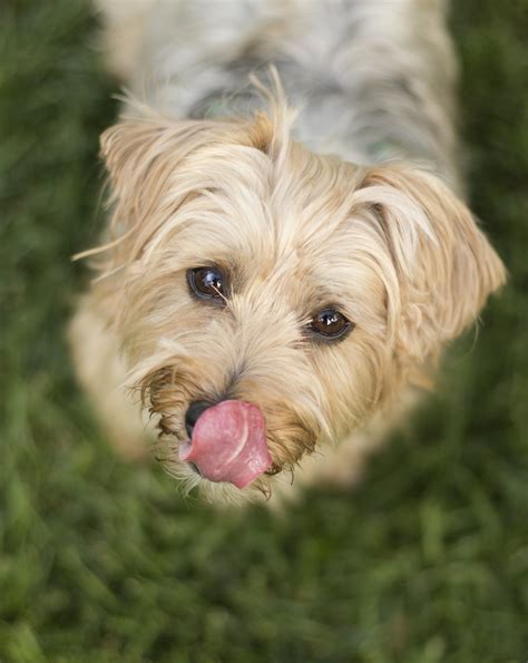 San Diego's Best Pet Photographer - Allison Shamrell