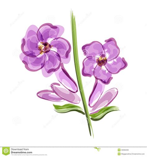 Isolated wild flower and leaves. Lavender. Flower Closeup Stock Illustration - Image: 40595259