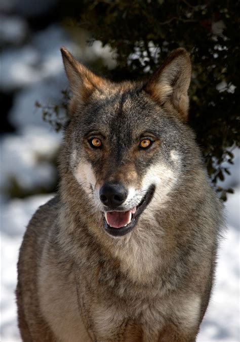 ☀iberian Wolf By Erwan Grey Animais Selvagens Animais