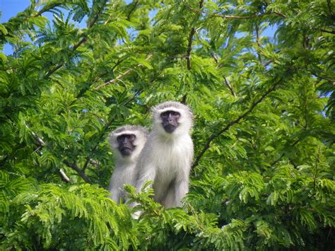 Blouaap Vervet Monkey Kruger National Park Bruwer Burger Flickr