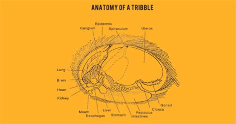 Cool Stuff Anatomy Of A Tribble