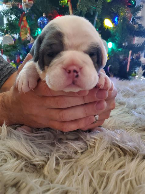 The bullmastiff was created by those who needed a tough dog. Old English Bulldog Puppies For Sale Near Me Craigslist ...