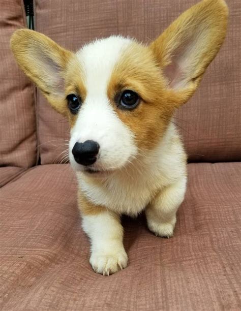 We had such a wonderful experience from the visits to the pictures of our little mojo as he prepared himself to come home. Corgi Puppies For Sale | Sacramento, CA #289118 | Petzlover