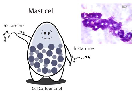 Granulocytes Cell Cartoons Antigen Presenting Cell Reactive Oxygen