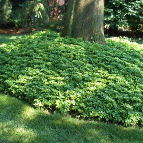 The vast majority of a tree's roots are located in the top 12 to 18 inches of soil. Ground cover Pachysandra | Ground cover plants, Lawn and ...