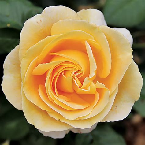 La rosa è da sempre uno dei fiori la parola più votata ha 6 lettere e inizia con p. CANDLELIGHT - Tan94488 | Bellissimi fiori, Piante, Rose