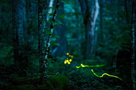 Photographing Synchronous Fireflies Filmmaking Naturally