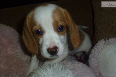 She is aca registered and will go to her new home being current on her shots and deworming. Lemon Drop: Beagle puppy for sale near Seattle-tacoma ...