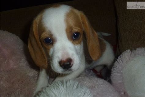 So i want to be greedy and have both another dog and children if i can. Lemon Drop: Beagle puppy for sale near Seattle-tacoma ...