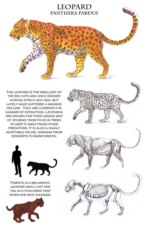 Leopard Anatomy Sheet | Feline anatomy, Animal drawings, Cat anatomy