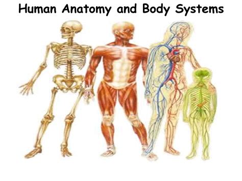Human Body Systems Chart ModernHeal Com