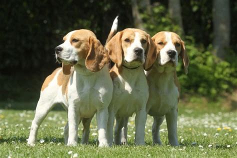 Beagle Dogs Breed Facts Information And Advice Pets4homes