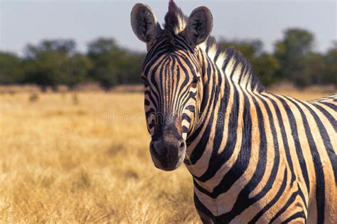 Wild African Animals African Mountain Zebra Standing In Grassland