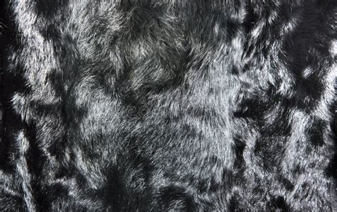 Black Goat Natural Fur Background Texture Design Animal Fell Stock