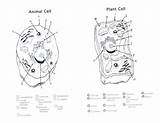 Cell Animal Drawing Diagram Getdrawings Parts Printable sketch template