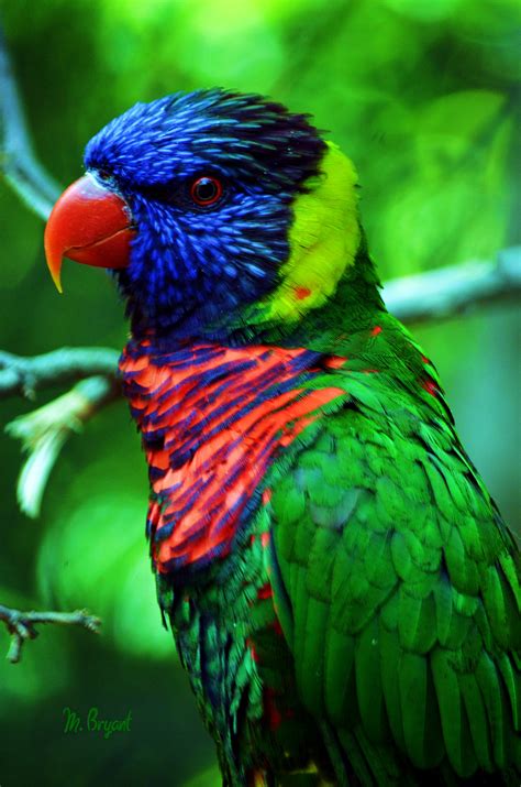 The Gallery For Exotic Colorful Birds