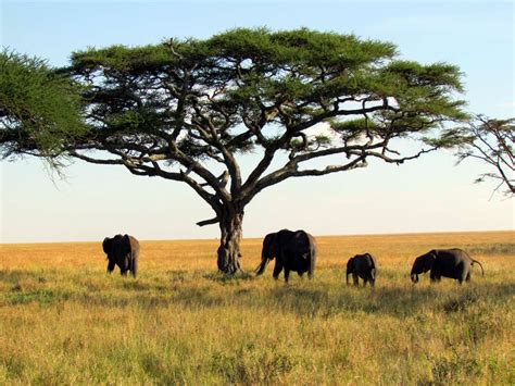 Top 5 African safari destinations