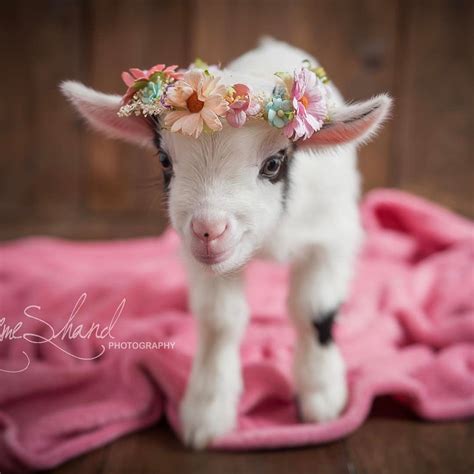 Aww Club On Cute Goats Baby Animals Cute Baby Animals