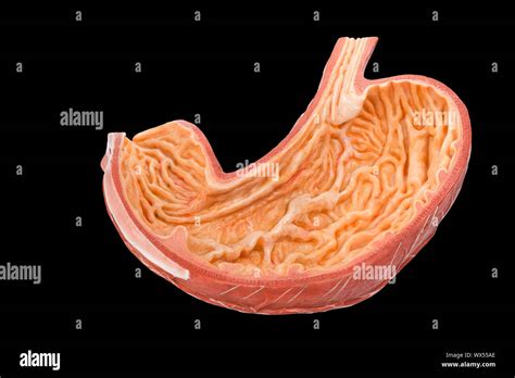 Model Inside Of Human Stomach On Black Background Stock Photo Alamy