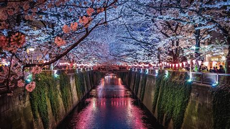 Japão Sakura Rio Noturna Luzes 750x1334 Iphone 8766s Papéis De