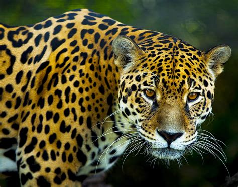 Jaguars The Largest Wild Cat In The Americas Photograph By Dave Byrne