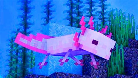 Cute Axolotl Ajolote Cute Minecraft Ajolote Minecraft Images And