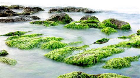 Green Algae Covered Rocks Near Lake Hd Wallpaper Wallpaper Flare