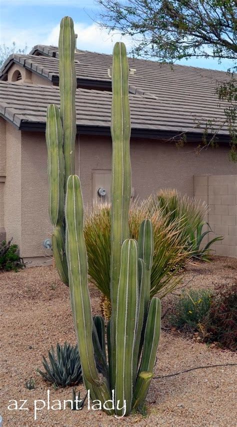 How do you know when a cactus needs water? Tips to Save Money When Shopping for Succulents ...