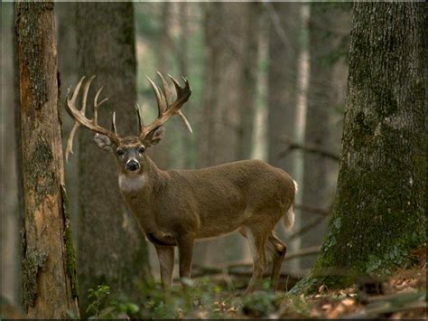 38 Whitetail Deer Wallpaper Hd Wallpapersafari