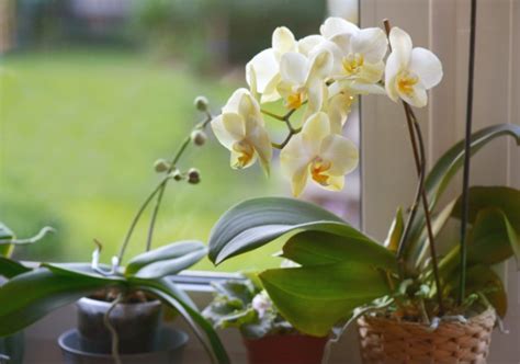 9 Easy Ways How To Care For Orchids Indoors Garden Helpful