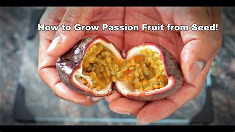 How To Grow Passion Fruit From Seed Youtube