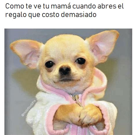 88 Perros Chihuahuas Memes L2sanpiero